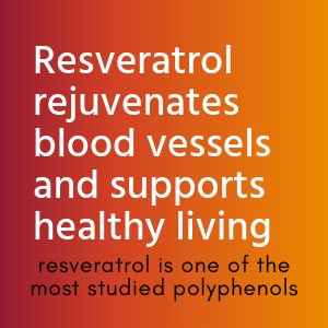 How resveratrol rejuvenates blood vessels and supports healthy living